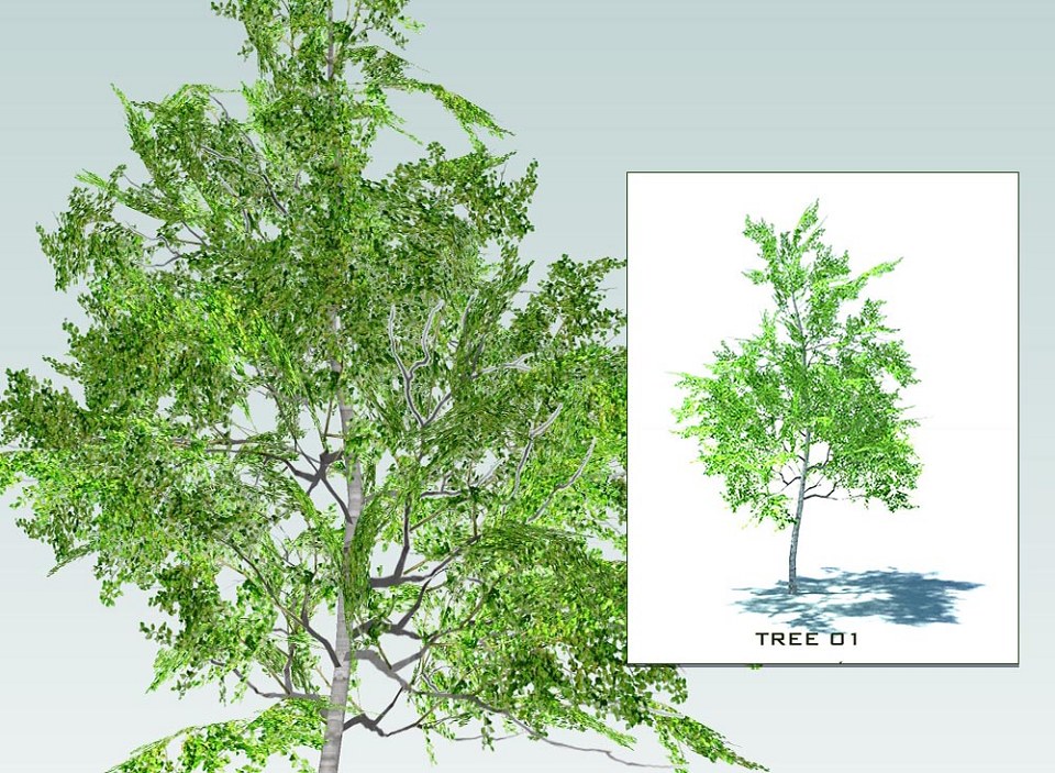SKETCHUP 3D TREES collection 1 | Sketchup 3D model trees collection 1