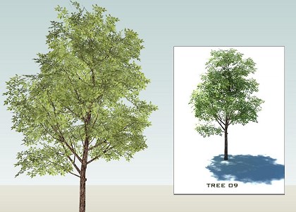 SKETCHUP 3D TREES collection 1