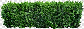 CUT OUT TREES PACKAGE 1 00011 - px 2172x771