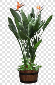 CUT OUT POT PLANTS PACK 2 00017 - pixel 1280 x 1960