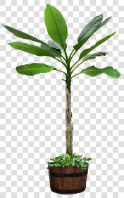 CUT OUT POT PLANTS PACK 3 00018 - pixel 1364 x 2160