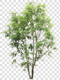 CUT OUT TREES PACKAGE 4 00019 - Pixel 2651 x 3500