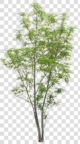 CUT OUT TREES PACKAGE 4 00019 - Pixel 1960 x 3500