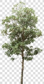 CUT OUT TREES PACKAGE 5 00034 - 12 - cut out tree pack 5 px  1866x3500