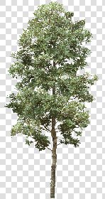 CUT OUT TREES PACKAGE 5 00034 - 13 - cut out tree pack 5 px 1857x3500