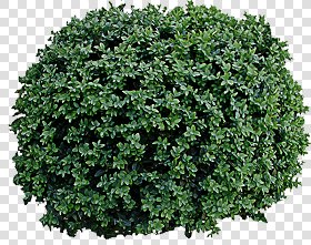 CUT OUT SHRUBS PACK 1 00020 - Pixel 800 x 634