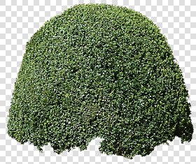 CUT OUT SHRUBS PACK 1 00020 - Pixel 800 x 674