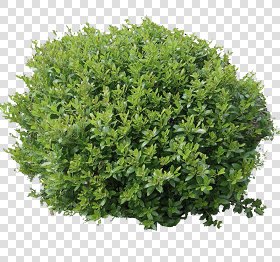 CUT OUT SHRUBS PACK 1 00020 - Pixel 800 x 749