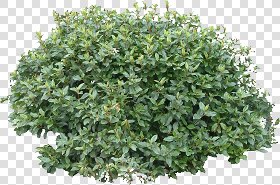CUT OUT SHRUBS PACK 1 00020 - Pixel 1583 x 1047