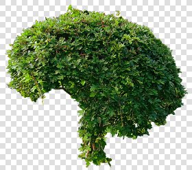 CUT OUT SHRUBS PACK 2 00021 - Pixel 1024 x 905