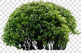 CUT OUT SHRUBS PACK 3 00022 - Pixel 477 x 314