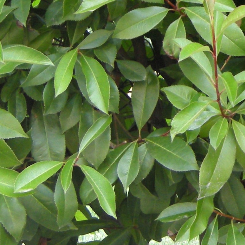 Textures   -   NATURE ELEMENTS   -   VEGETATION   -   Hedges  - Green hedge texture seamless 13068 - HR Full resolution preview demo