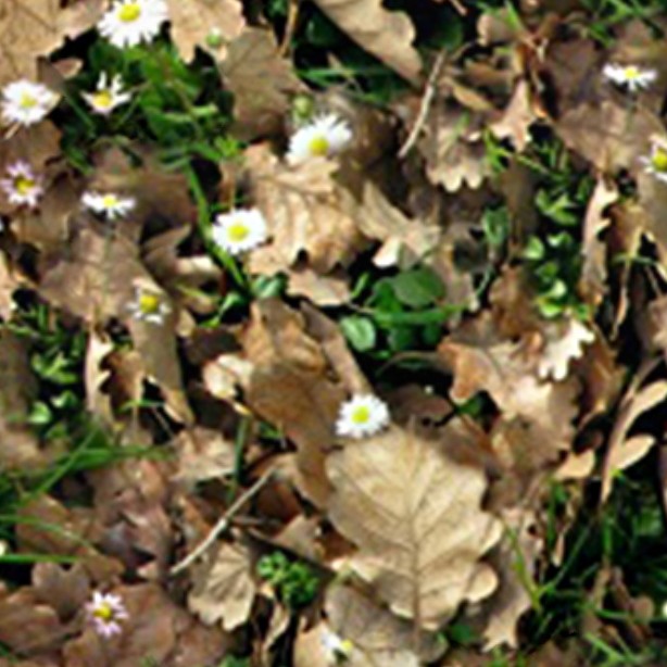 Textures   -   NATURE ELEMENTS   -   VEGETATION   -   Leaves dead  - Leaves dead texture seamless 13123 - HR Full resolution preview demo