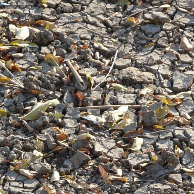 Textures   -   NATURE ELEMENTS   -   SOIL   -   Ground  - Ground texture seamless 12819 - HR Full resolution preview demo