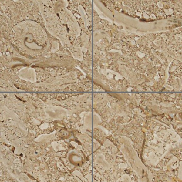 Textures   -   ARCHITECTURE   -   TILES INTERIOR   -   Marble tiles   -   Brown  - Breccia sardinia brown marble tile texture seamless 14191 - HR Full resolution preview demo