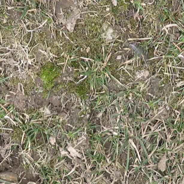 Textures   -   NATURE ELEMENTS   -   VEGETATION   -   Dry grass  - Dry grass texture seamless 12925 - HR Full resolution preview demo