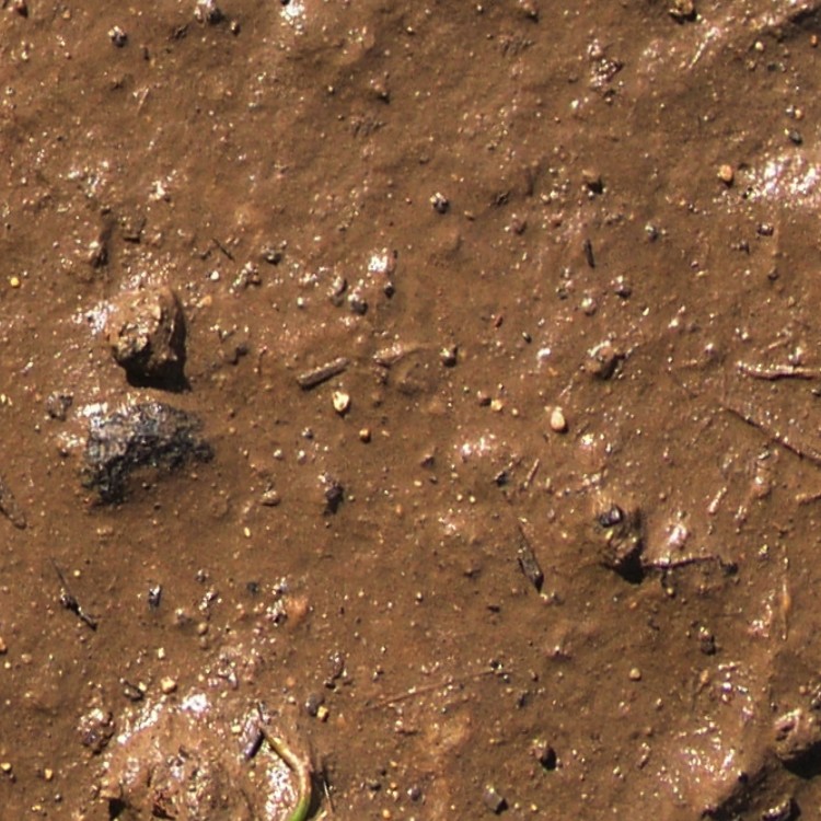 Textures   -   NATURE ELEMENTS   -   SOIL   -   Mud  - Mud texture seamless 12894 - HR Full resolution preview demo