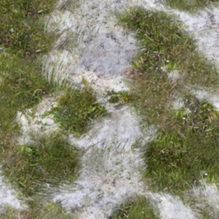 Textures   -   NATURE ELEMENTS   -   VEGETATION   -   Moss  - Bark moss texture seamless 13175 - HR Full resolution preview demo