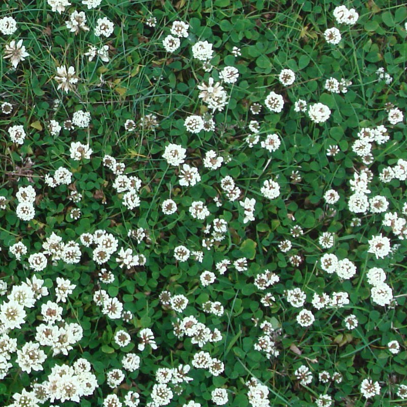 Textures   -   NATURE ELEMENTS   -   VEGETATION   -   Flowery fields  - Flowery meadow texture seamless 12964 - HR Full resolution preview demo