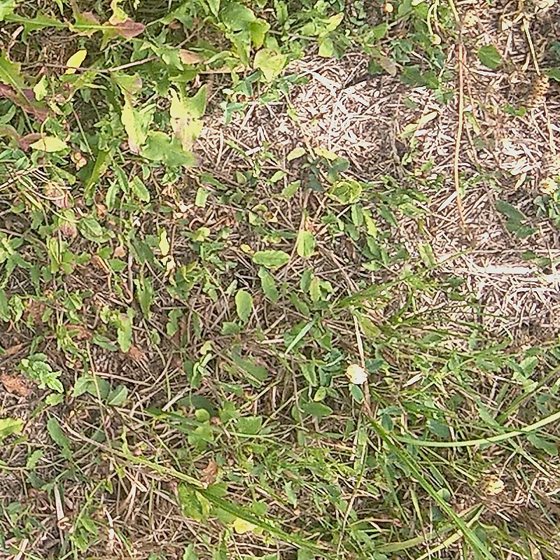 Textures   -   NATURE ELEMENTS   -   VEGETATION   -   Dry grass  - Dry grass texture seamless 17331 - HR Full resolution preview demo