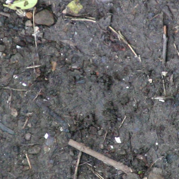 Textures   -   NATURE ELEMENTS   -   SOIL   -   Ground  - Ground texture seamless 12838 - HR Full resolution preview demo