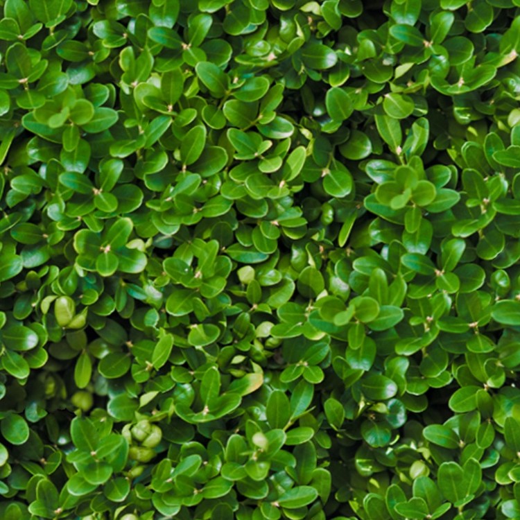 Textures   -   NATURE ELEMENTS   -   VEGETATION   -   Hedges  - Green hedge texture seamless 13099 - HR Full resolution preview demo