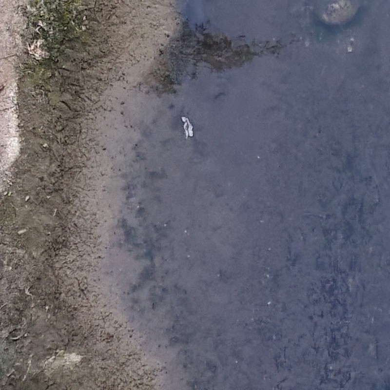 Textures   -   NATURE ELEMENTS   -   WATER   -   Streams  - Dirty water stream texture 17390 - HR Full resolution preview demo