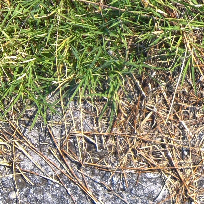 Textures   -   ARCHITECTURE   -   ROADS   -   Asphalt damaged  - Damaged asphalt with grass texture seamless 18733 - HR Full resolution preview demo