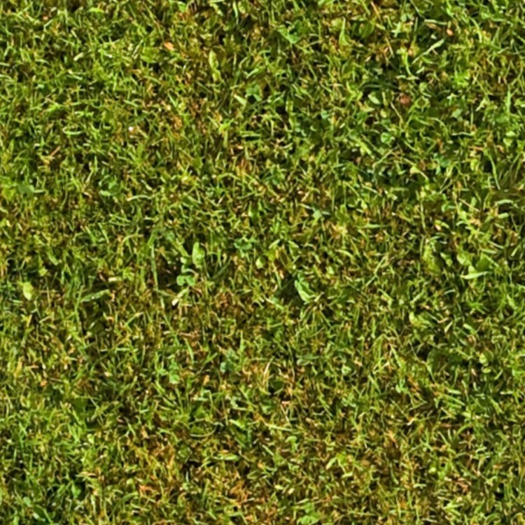 Textures   -   NATURE ELEMENTS   -   VEGETATION   -   Green grass  - Green grass texture seamless 13010 - HR Full resolution preview demo