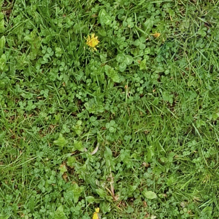Textures   -   NATURE ELEMENTS   -   VEGETATION   -   Green grass  - Green grass texture seamless 13011 - HR Full resolution preview demo