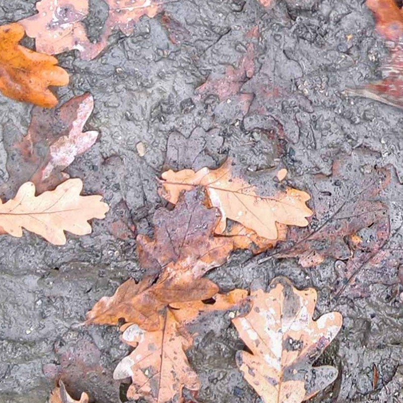 Textures   -   NATURE ELEMENTS   -   SOIL   -   Mud  - Mud with leaves texture seamless 21311 - HR Full resolution preview demo