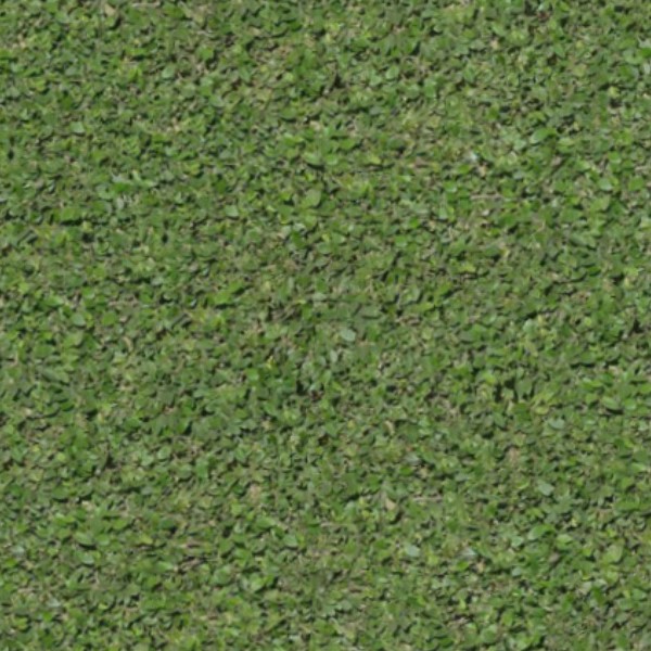 Textures   -   NATURE ELEMENTS   -   VEGETATION   -   Green grass  - Green grass texture seamless 13017 - HR Full resolution preview demo