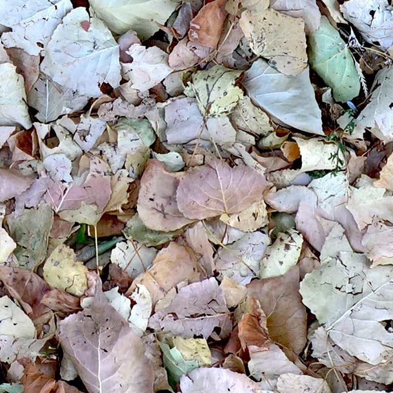 Textures   -   NATURE ELEMENTS   -   VEGETATION   -   Leaves dead  - Leaves dead texture seamless 17678 - HR Full resolution preview demo