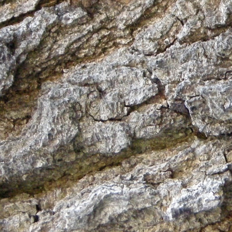 Textures   -   NATURE ELEMENTS   -   BARK  - Bark texture seamless 12364 - HR Full resolution preview demo