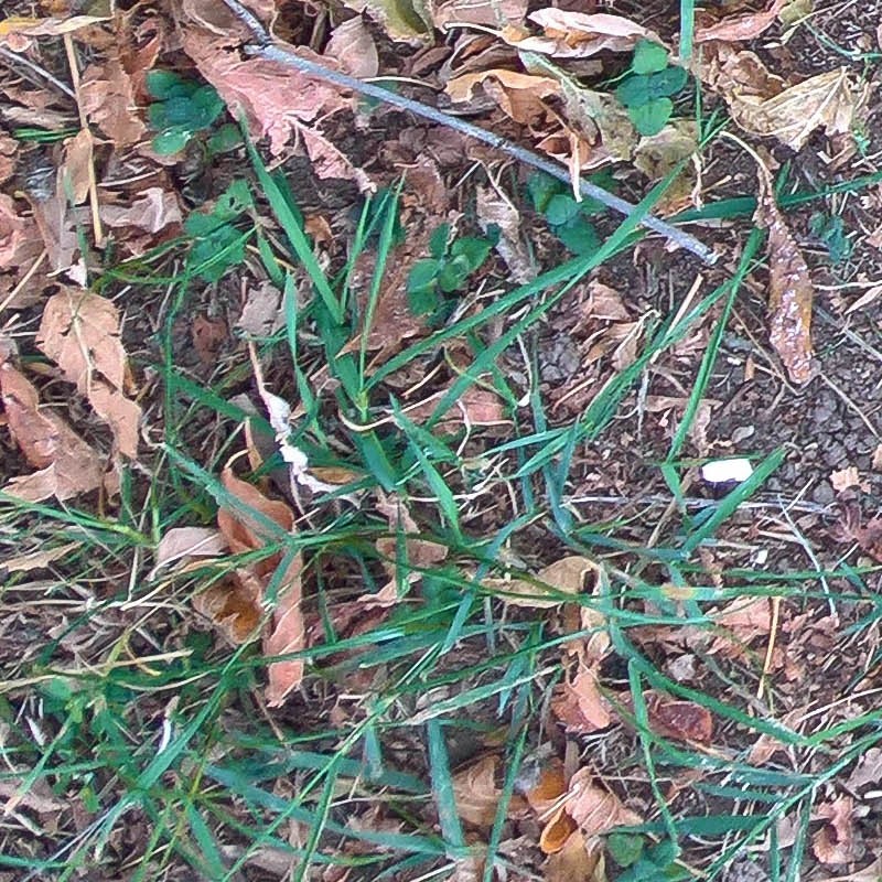 Textures   -   NATURE ELEMENTS   -   VEGETATION   -   Leaves dead  - Leaves dead texture seamless 18643 - HR Full resolution preview demo