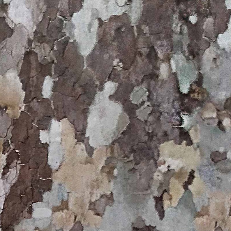 Textures   -   NATURE ELEMENTS   -   BARK  - Platanus bark texture semaless 21244 - HR Full resolution preview demo