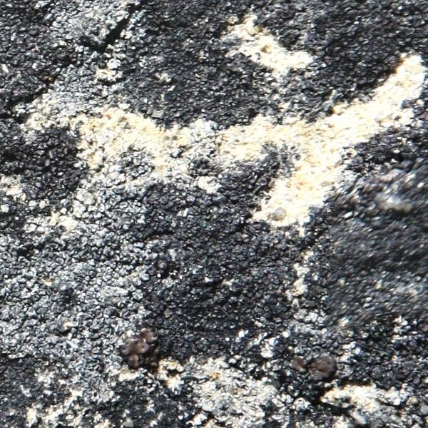 Textures   -   NATURE ELEMENTS   -   ROCKS  - Rock stone texture seamless 12685 - HR Full resolution preview demo