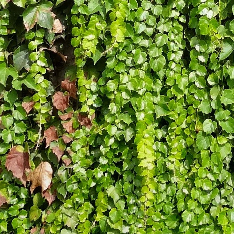 Textures   -   NATURE ELEMENTS   -   VEGETATION   -   Hedges  - Green hedge texture seamless 19798 - HR Full resolution preview demo