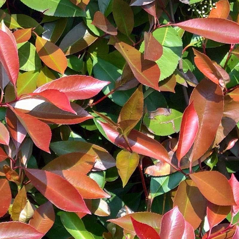 Textures   -   NATURE ELEMENTS   -   VEGETATION   -   Hedges  - Red robin hedge texture seamless 20691 - HR Full resolution preview demo