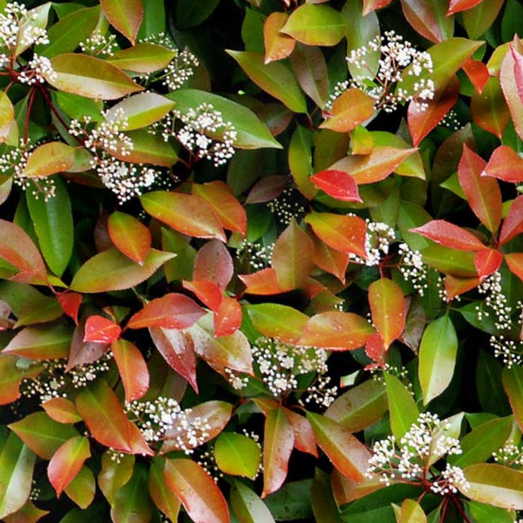 Textures   -   NATURE ELEMENTS   -   VEGETATION   -   Hedges  - Red robin hedge texture seamless 20692 - HR Full resolution preview demo