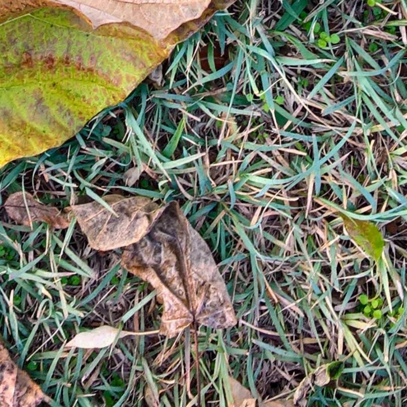 Textures   -   NATURE ELEMENTS   -   VEGETATION   -   Leaves dead  - Leaves dead with grass texture seamless 20437 - HR Full resolution preview demo