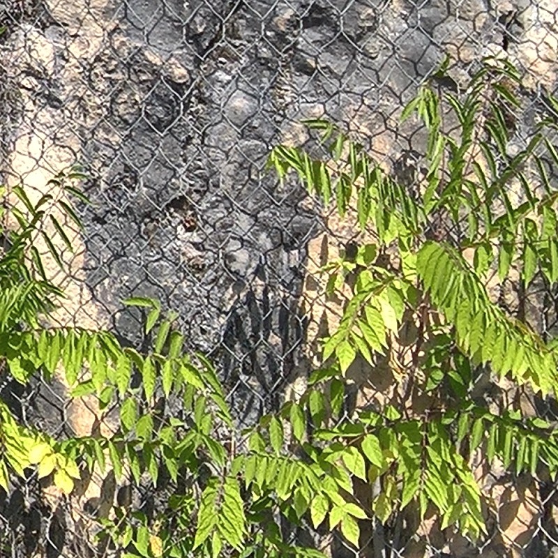 Textures   -   NATURE ELEMENTS   -   ROCKS  - Rocks with wire mesh texture seamless 17478 - HR Full resolution preview demo