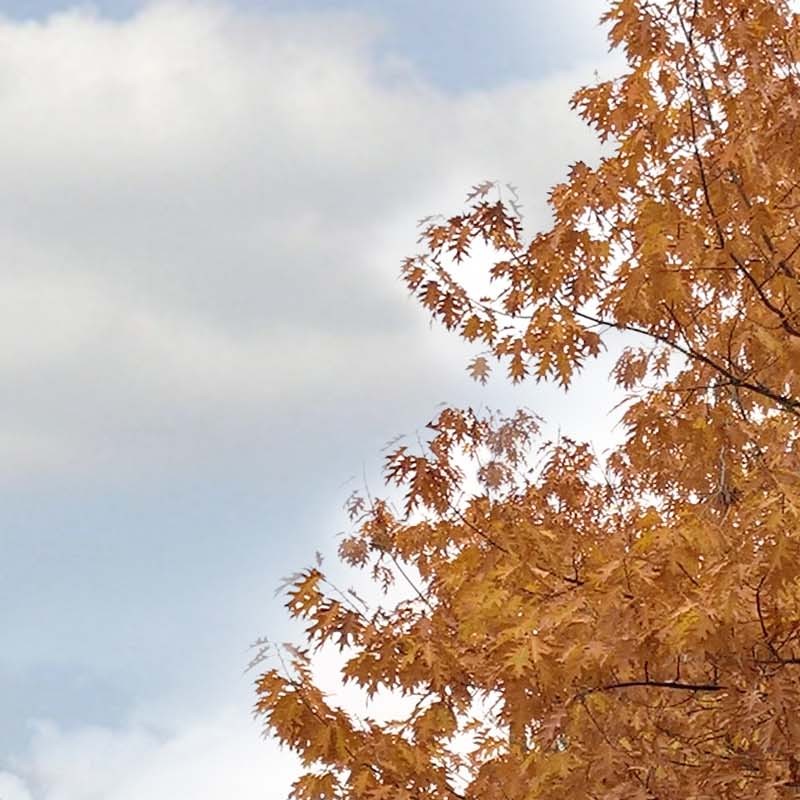 Textures   -   BACKGROUNDS &amp; LANDSCAPES   -   CITY &amp; TOWNS  - Urban area with autumn trees landscape 19268 - HR Full resolution preview demo