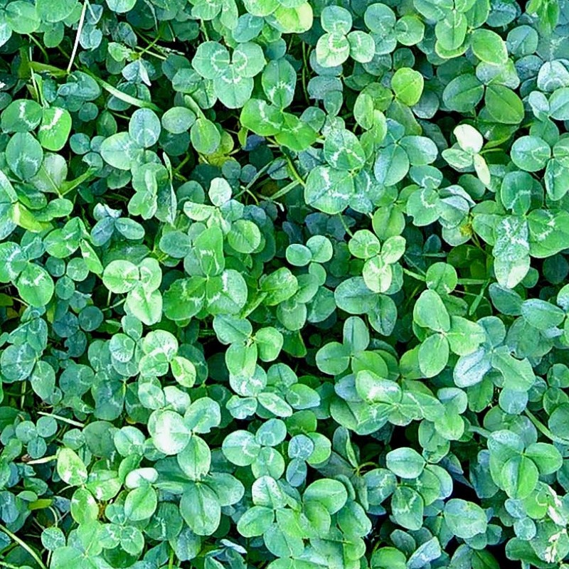Textures   -   NATURE ELEMENTS   -   VEGETATION   -   Green grass  - Clover grass texture seamless 18847 - HR Full resolution preview demo
