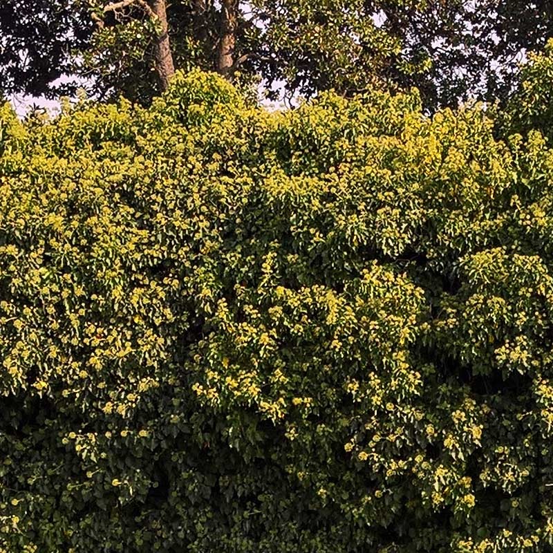 Textures   -   BACKGROUNDS &amp; LANDSCAPES   -   NATURE   -   Countrysides &amp; Hills  - Wild hedge with rural background 20651 - HR Full resolution preview demo