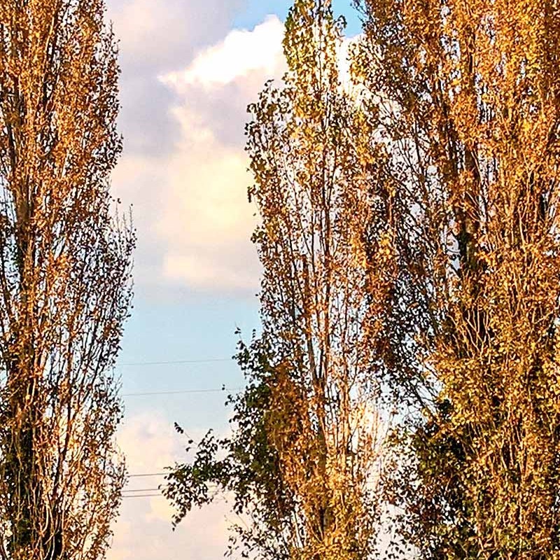 Textures   -   BACKGROUNDS &amp; LANDSCAPES   -   NATURE   -   Countrysides &amp; Hills  - Autumnal country landscape 21011 - HR Full resolution preview demo