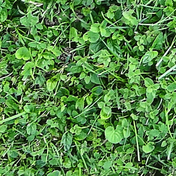 Textures   -   NATURE ELEMENTS   -   VEGETATION   -   Green grass  - Green grass texture seamless 18206 - HR Full resolution preview demo