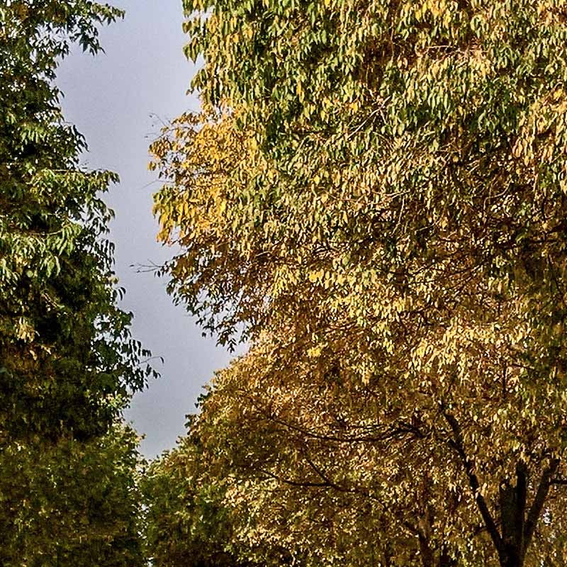 Textures   -   BACKGROUNDS &amp; LANDSCAPES   -   CITY &amp; TOWNS  - Landscape with tree lined avenue hdr 20993 - HR Full resolution preview demo