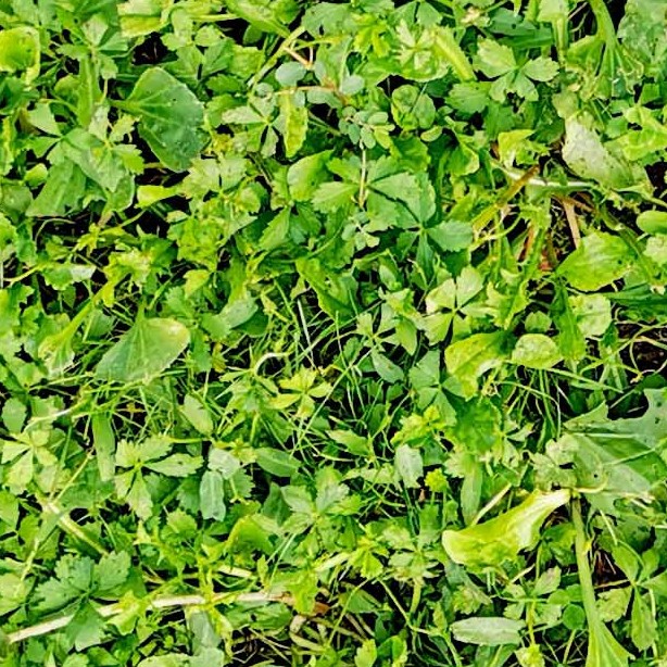 Textures   -   NATURE ELEMENTS   -   VEGETATION   -   Green grass  - Grass PBR texture seamless 21453 - HR Full resolution preview demo