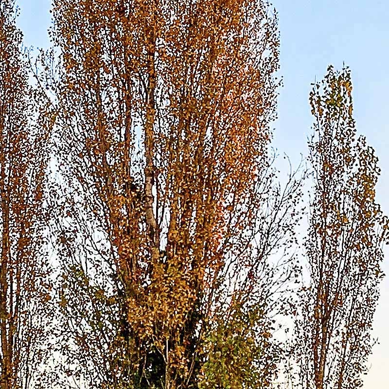 Textures   -   BACKGROUNDS &amp; LANDSCAPES   -   NATURE   -   Countrysides &amp; Hills  - Country landscape with trees background hdr 20998 - HR Full resolution preview demo